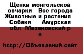 Щенки монгольской овчарки - Все города Животные и растения » Собаки   . Амурская обл.,Мазановский р-н